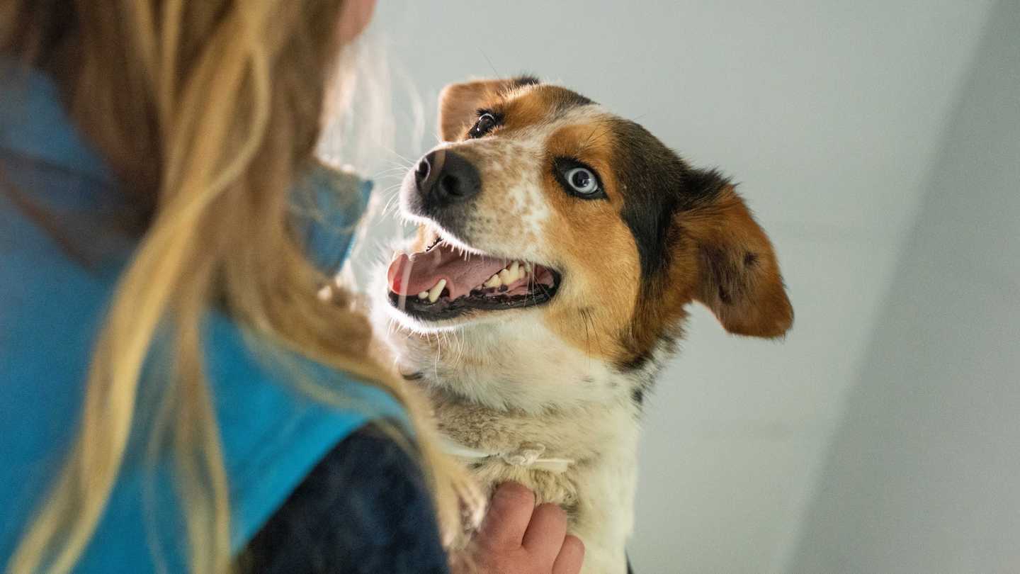 Tierheimmitarbeiterin mit glücklichem Hund