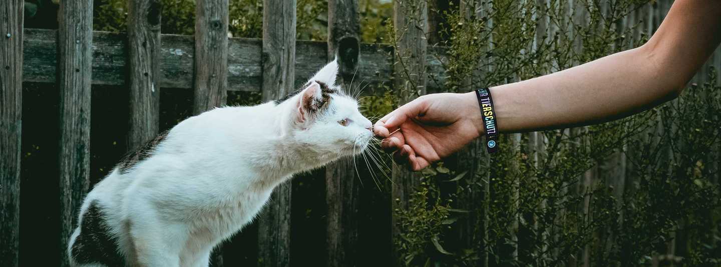 Armband und Katze