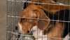 Beagle in Käfig 