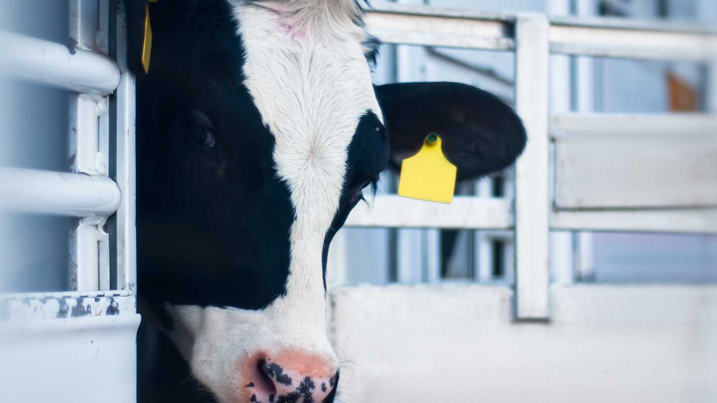 Kühe im Tiertransporter