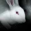 Weißes Kaninchen im dunklen Laborkäfig