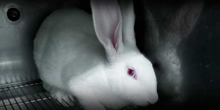 Weißes Kaninchen im dunklen Laborkäfig