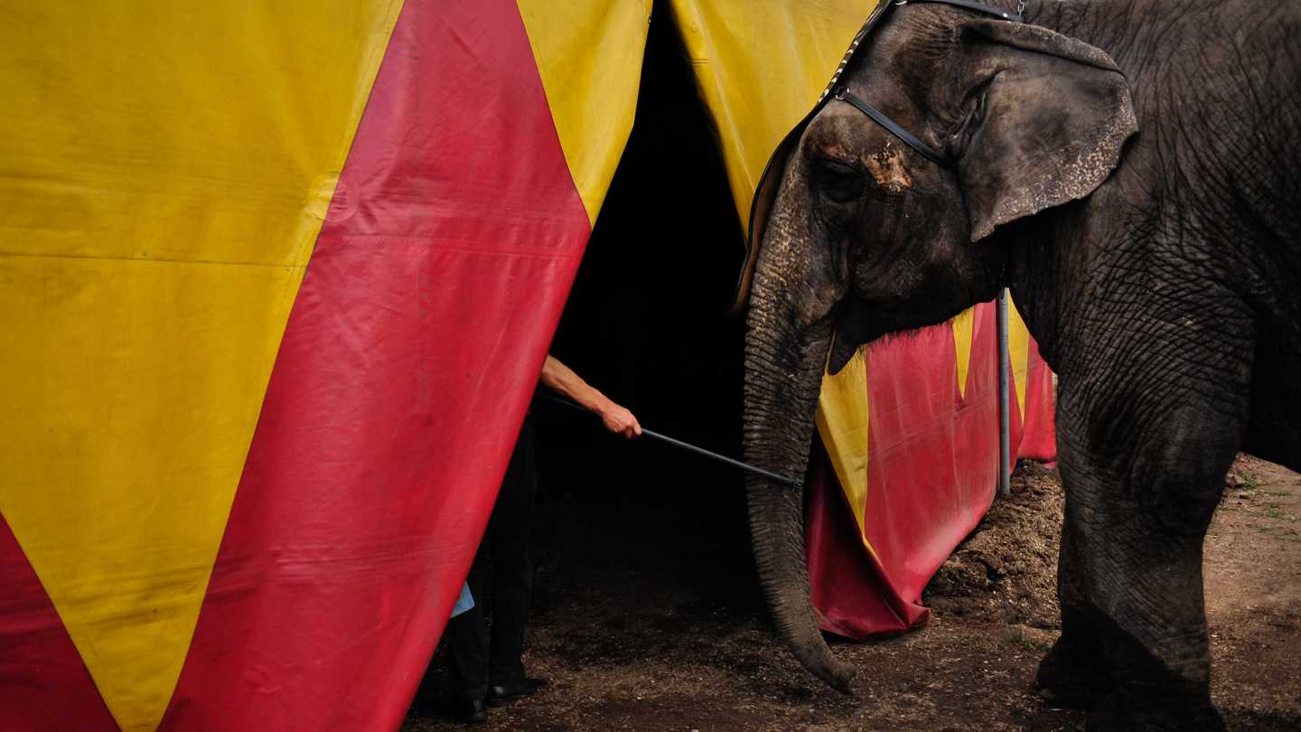 Zirkus Elefant