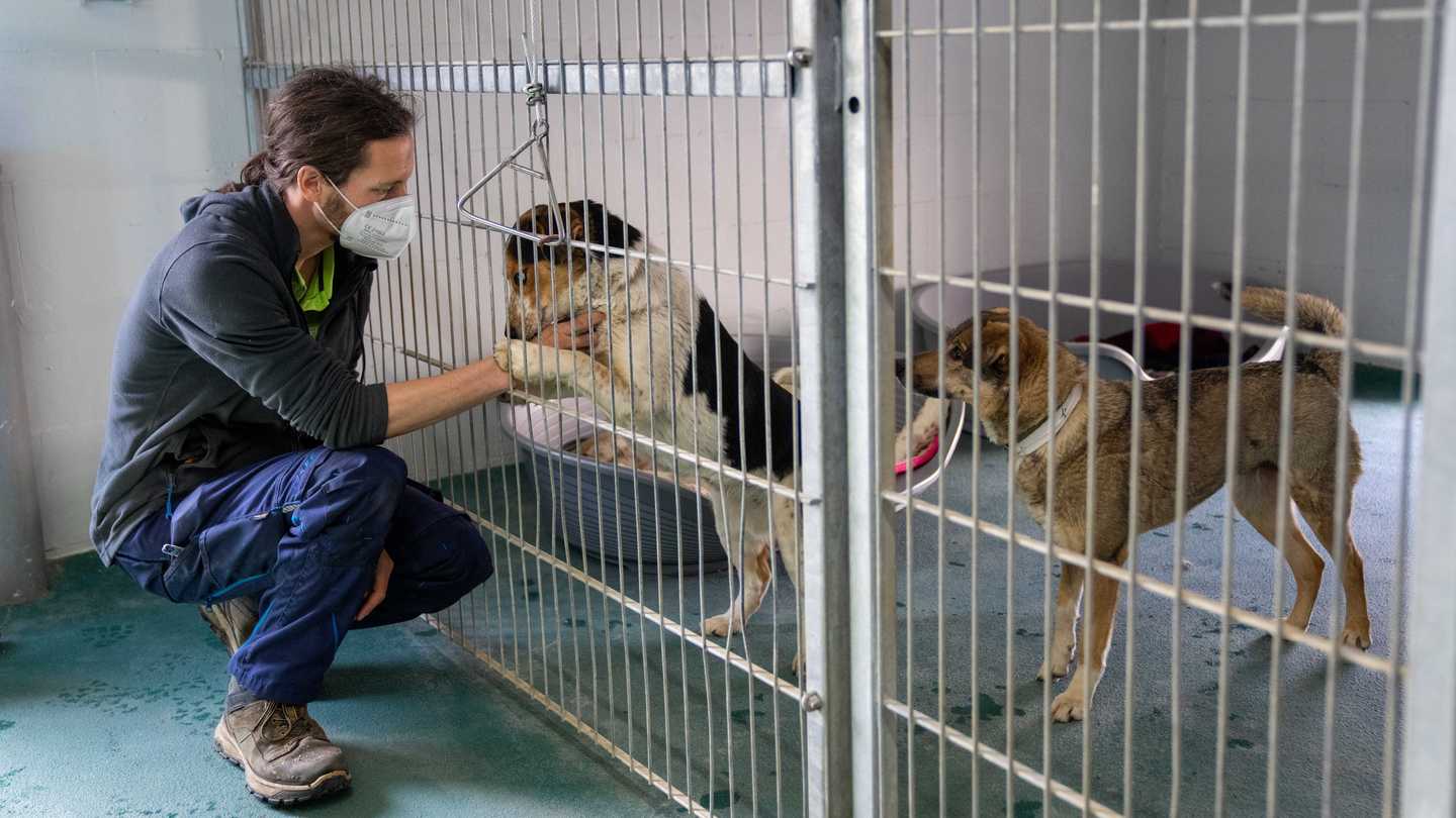 Tierheimmitarbeiter vor dem Hundezwinger