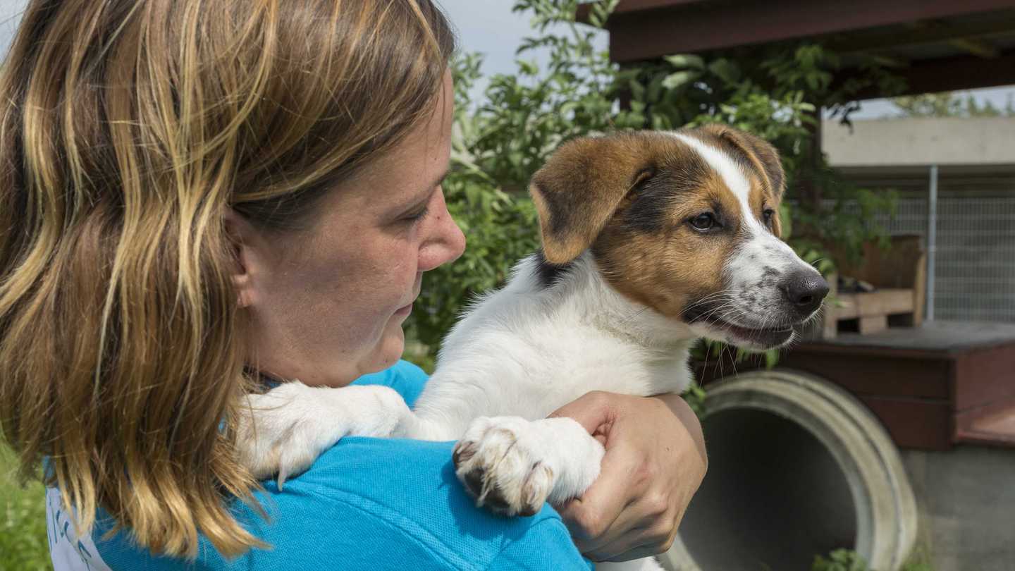 Hund im Arm einer Tierheimmitarbeiterin
