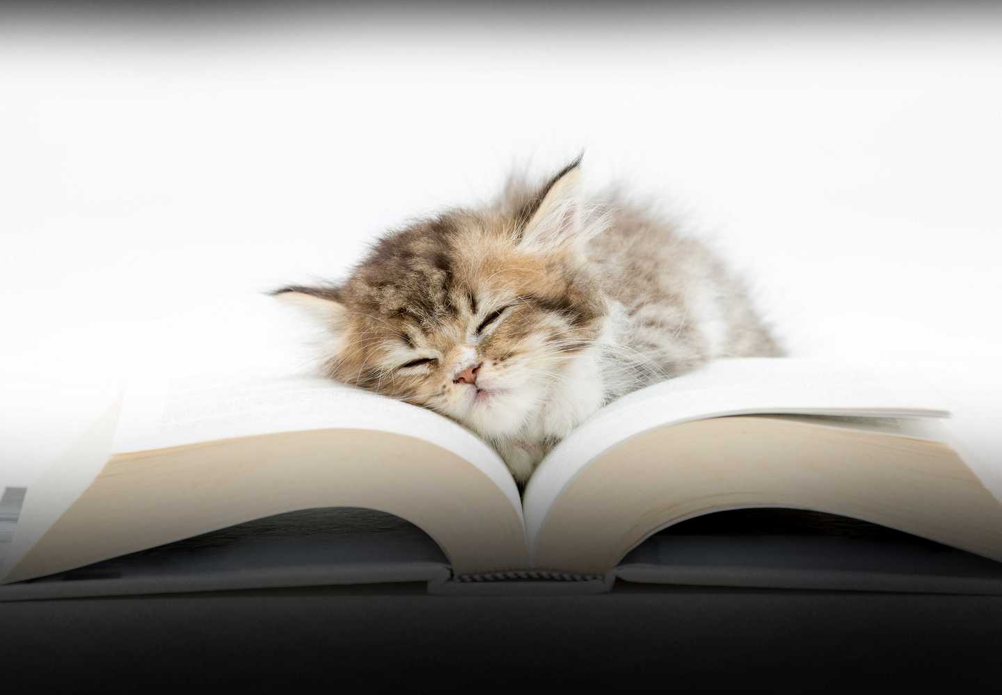 Schlafendes Kätzchen aus einem Buch