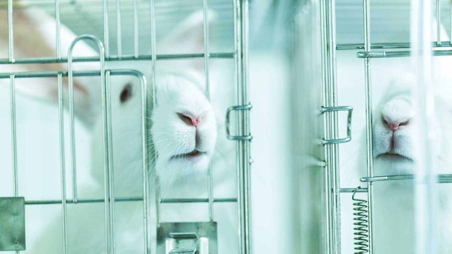 Weißes Kaninchen im Käfig eines Forschungslabor