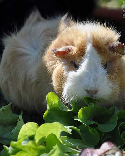 Ob Gräser, Kräuter oder Salate - frisches #Grünfutter ist die gesündeste und natürlichste Nahrung für #Meerschweinchen....