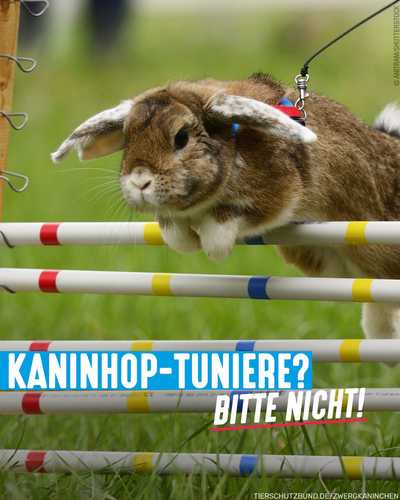 Kennt ihr Kaninhop-Tuniere? 😕
Hierbei springen Kaninchen an einer Leine über Hindernisse. Das Tier, das den Parcours am...