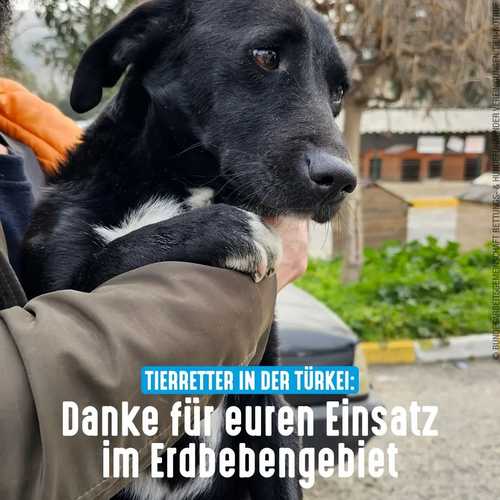 Die #Tierretter sind nun nach Deutschland zurückgekehrt – sie haben im türkischen Erdbebengebiet Großartiges geleistet....
