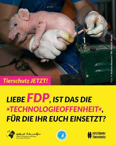 Liebe #FDP, Schluss mit der Blockade des neuen Tierschutzgesetzes! 
👉 Wie im #Koalitionsvertrag versprochen, soll die...